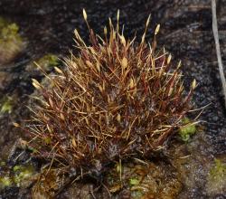 Centrolepis ciliata, habit of cushion (near Lake Te Anau).
 Image: K.A. Ford © Landcare Research 2013 